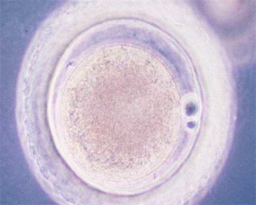 天津代生代怀费用解析与供卵试管流程指南