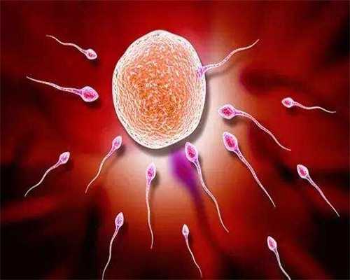 寻找人工孕妈费用解析与助孕服务指南